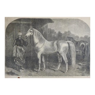 Antique 1860 Harpers Weekly Engraving Arabian Stallion For Sale