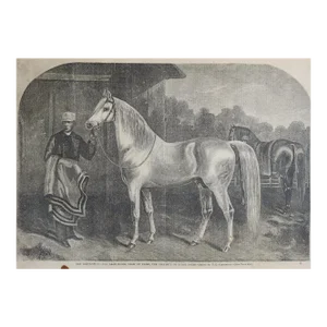 Antique 1860 Harpers Weekly Engraving Arabian Stallion