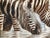 Black Large Oil on Canvas Oasis, African Zebras by Kindrie Grove, 1999 For Sale - Image 8 of 13
