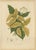 Hoola van Nooten, White Birdcatcher Tree, 1880, Chromolithograph For Sale - Image 9 of 9
