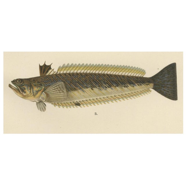 Late 19th Century Red Mullet, Norway Redfish, and Greater Weever - Vibrant Fish Lithography, 1895 For Sale - Image 5 of 7