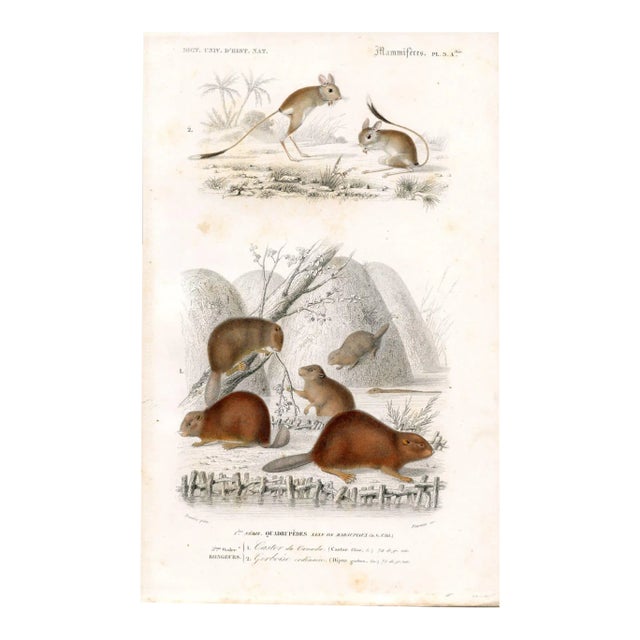 1849, Beaver Print, Antique French Hand-Colored Lithograph For Sale