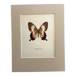 Vintage 1965 Butterfly Print in 11x14 Mat: Parides Ascanius (Cramer), EUC For Sale