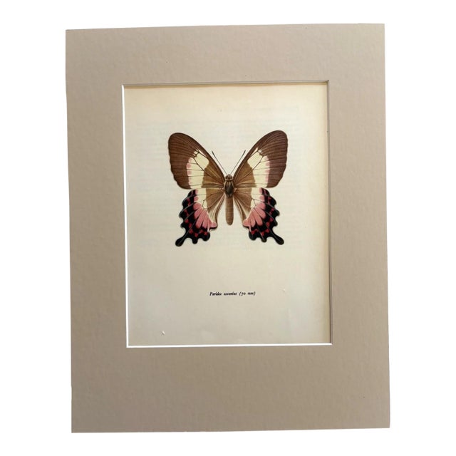 Vintage 1965 Butterfly Print in 11x14 Mat: Parides Ascanius (Cramer), EUC For Sale
