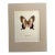 Vintage 1965 Butterfly Print in 11x14 Mat: Parides Ascanius (Cramer), EUC For Sale