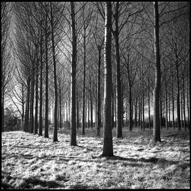 Contemporary Paul Cooklin, Wickham Skeith VI, 2013, Silver Gelatin Photograph, Edition 3/10 For Sale - Image 3 of 3