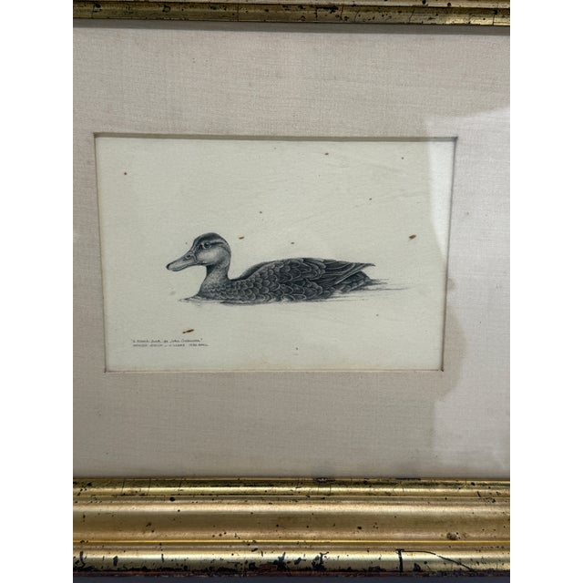 1980s Kathleen Jessica O’Leary Pencil Drawing of Black Duck, 1980 For Sale - Image 5 of 9