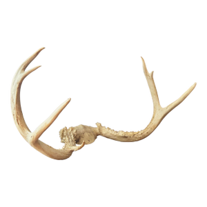 20th Century Whitetail Deer Antler Rack