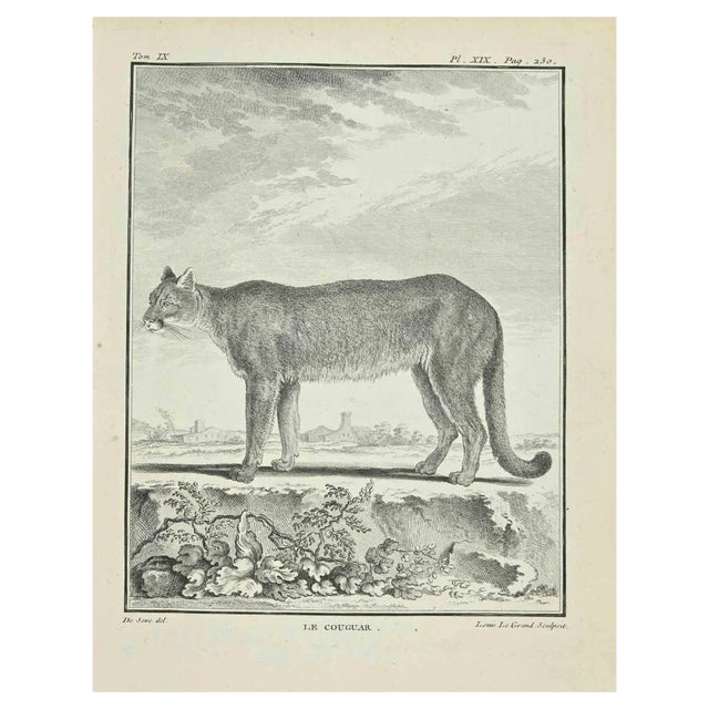 Louis Legrand, Le Couguar, Etching, 1771 For Sale