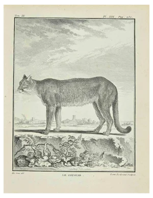 Louis Legrand, Le Couguar, Etching, 1771