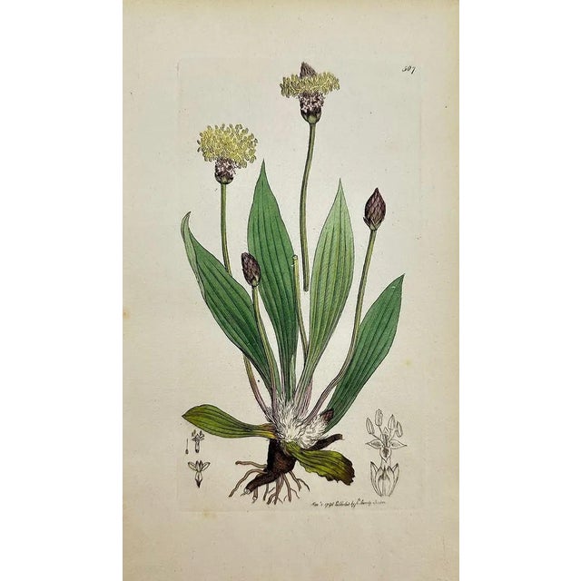 Ivory Early 19th Century James Sowerby – Set of 8 Botanical and Natural History Prints – Tortula Tortuosa For Sale - Image 8 of 9