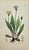 Ivory Early 19th Century James Sowerby – Set of 8 Botanical and Natural History Prints – Tortula Tortuosa For Sale - Image 8 of 9