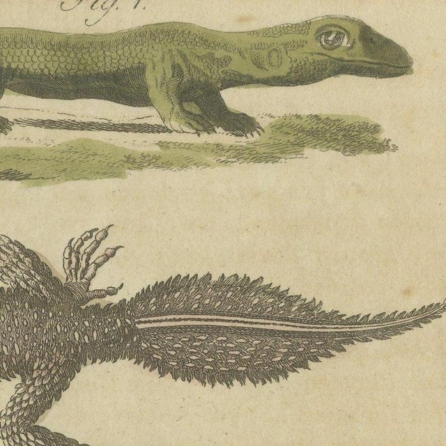 Beige Bertuch, Lizards and Newts, Eight Species, 1805, Print For Sale - Image 8 of 12