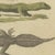 Beige Bertuch, Lizards and Newts, Eight Species, 1805, Print For Sale - Image 8 of 12