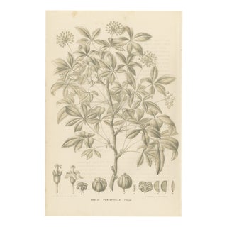 J. Gaÿkema, Aralia Pentaphylla Shrub with Flower and Fruit Details, 1858, Lithograph For Sale
