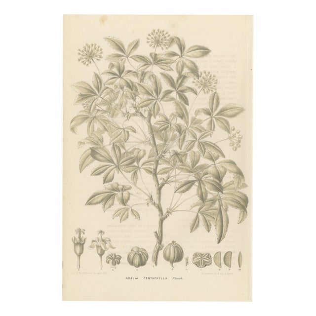 J. Gaÿkema, Aralia Pentaphylla Shrub with Flower and Fruit Details, 1858, Lithograph For Sale