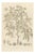 J. Gaÿkema, Aralia Pentaphylla Shrub with Flower and Fruit Details, 1858, Lithograph For Sale