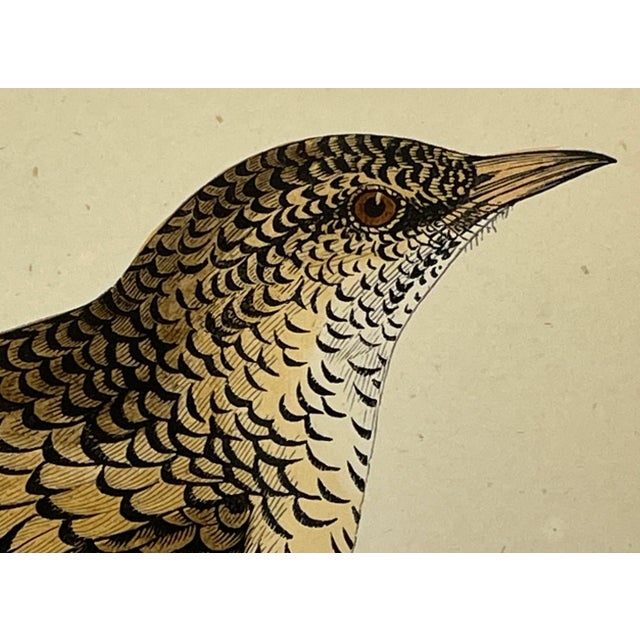 Antique Bird Print From England Showcasing a Stoic White’s Thrush - Circa 1880 For Sale - Image 4 of 12