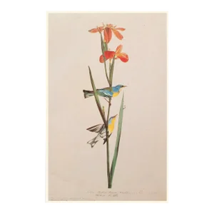 Blue Yellow-Back Warbler After Audubon, 1966 Cottage Print