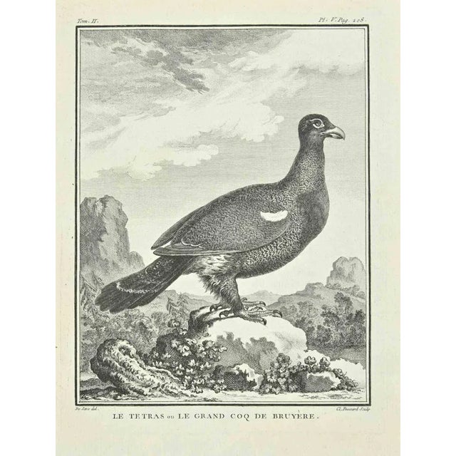 The tetras is an etching realized in 1771 by E. Fessard. Signed in flat. The Artwork Belongs to the Suite "Natural,...