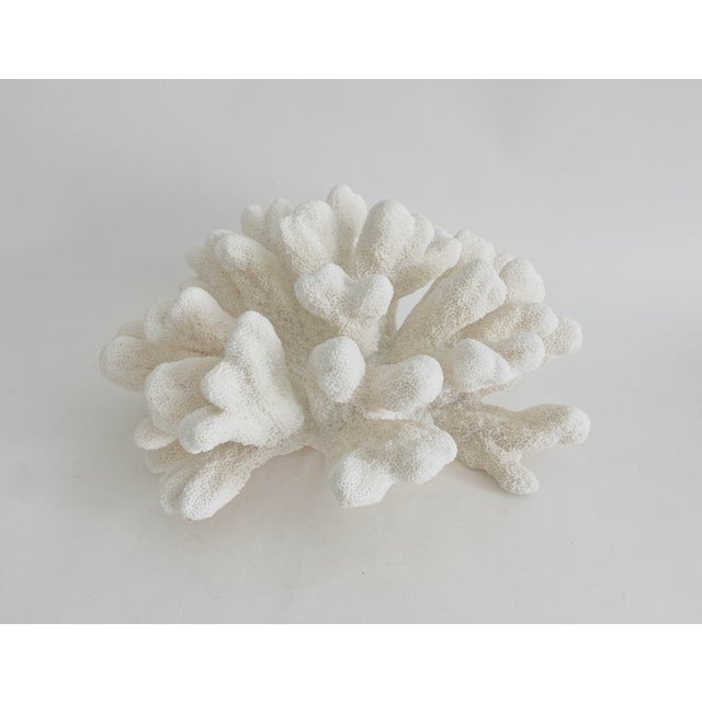 It is very rare to find Catspaw Coral as large as this amazing piece. In fact this species of coral is becoming more...