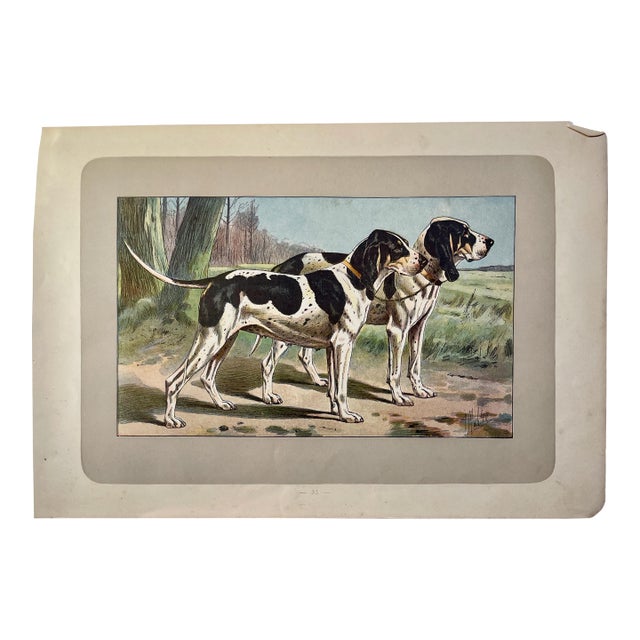 1907 French Photogravure Print Of” Le Gascon Saintongeois” Hound Dogs - For Sale