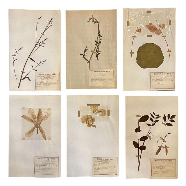 Lot 90 Herbarium Boards Vintage Plant and Flower Decoration by George Bert, France 1940', 1940, Grass For Sale - Image 13 of 18