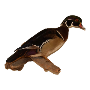 Wall Mount of a Wood Duck on Wood, Circa 1970