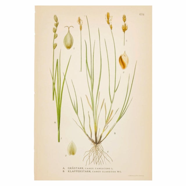 Nordic Carex Studies, c.1902 | Antique Swedish Botanical Prints, Set of 3 For Sale - Image 4 of 5