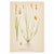Nordic Carex Studies, c.1902 | Antique Swedish Botanical Prints, Set of 3 For Sale - Image 4 of 5