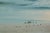 Wood Large Mid-Century Vintage California Ocean Beach Seascape Plein Air Painting, Framed For Sale - Image 7 of 15