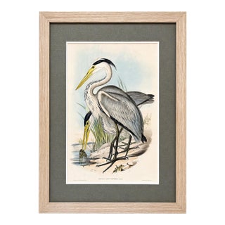 Grey Heron Original Lithograph by John Gould, Circa 1840 (Framed) For Sale
