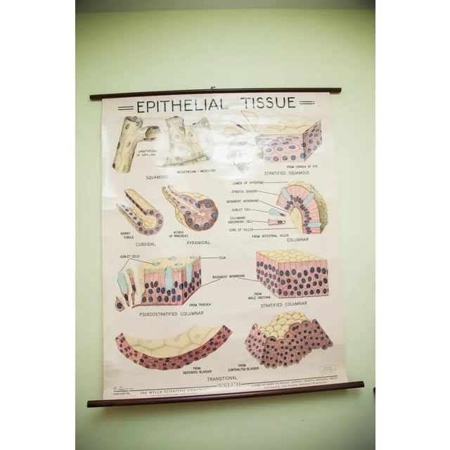 1960s Vintage Epithelial Tissue Pulldown Anatomy Chart For Sale - Image 5 of 11