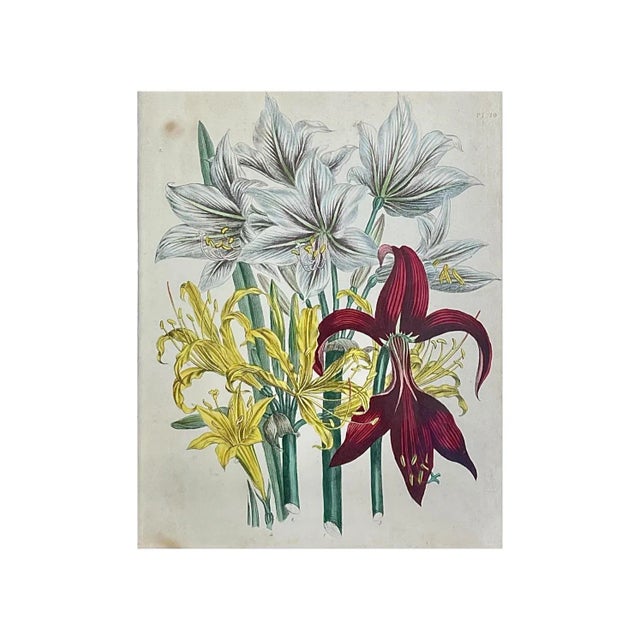 1840s Hand-Colored Botanical Lithographs by Jane Loudon in Fine 19th Century Shadow Box Frames - a Pair For Sale - Image 4 of 7