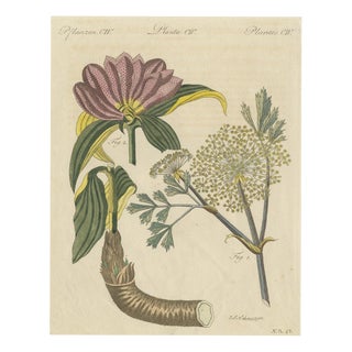 Bertuch, Galbanum and Hungarian Gentian, 1805, Print For Sale