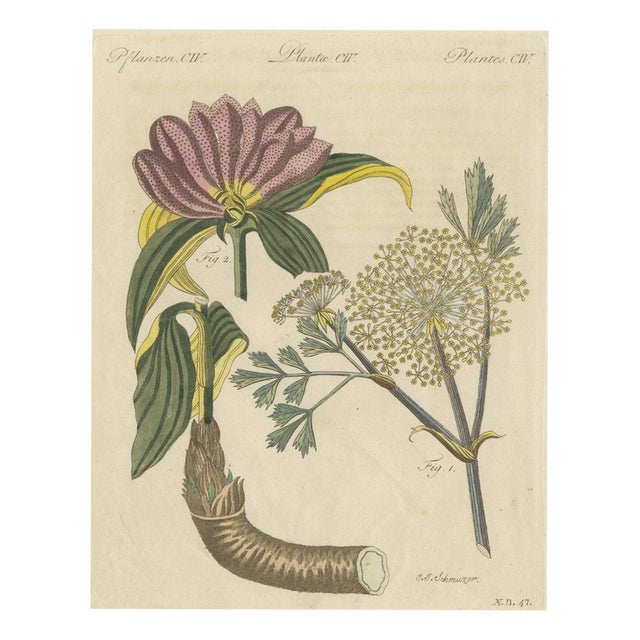 Bertuch, Galbanum and Hungarian Gentian, 1805, Print For Sale