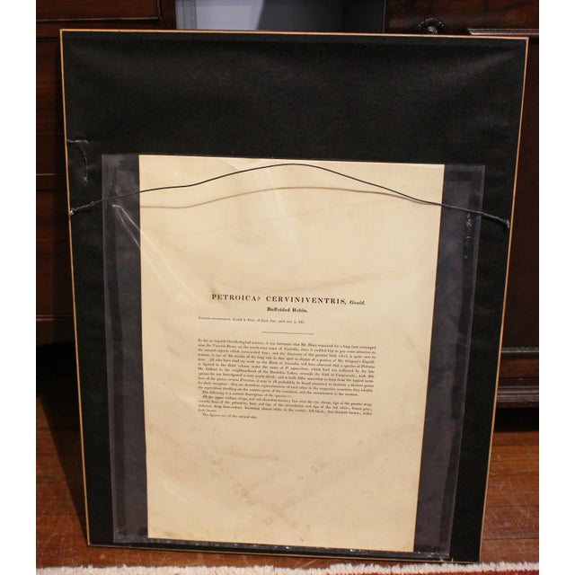 Printmaking Materials 1970s English Framed Reproduction of Gould's Buff Sided Robin Lithograph For Sale - Image 7 of 8
