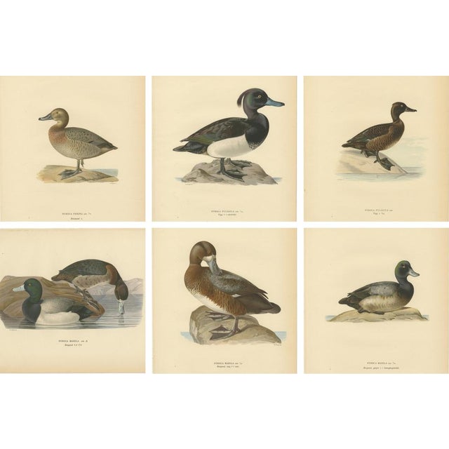Scandinavian Duck Prints, 1929, Set of 6 For Sale - Image 9 of 9