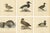 Scandinavian Duck Prints, 1929, Set of 6 For Sale - Image 9 of 9