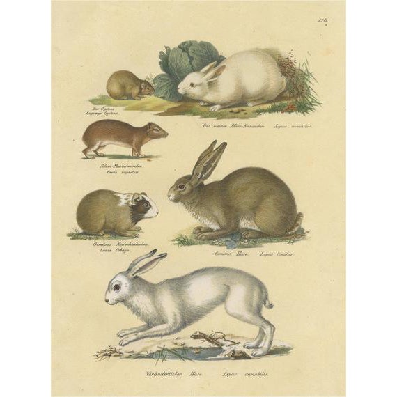 Schinz, Illustration of a Rabbit, Hares, Pika and Other Rodents, 1824, Hand Colored Print For Sale