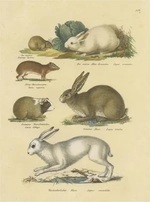 Schinz, Illustration of a Rabbit, Hares, Pika and Other Rodents, 1824, Hand Colored Print