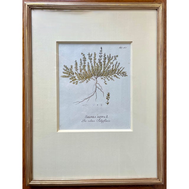 Traditional Antique Botanical Prints -Custom Framed-Adolphus Ypey-Set 3 For Sale - Image 3 of 7