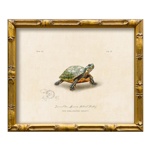 Reproduction Vintage "Garden Friends" Art Print (12), Turtle