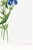 Fringed Gentian, Vintage Botanical Art Print Reproduction by Mary Vaux Walcott, 20" X 30" For Sale - Image 9 of 9