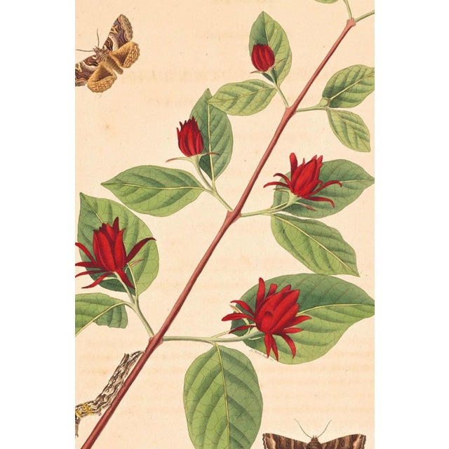 A striking example of 18th-century natural history illustration, this vintage art print reproduction features an elegant...