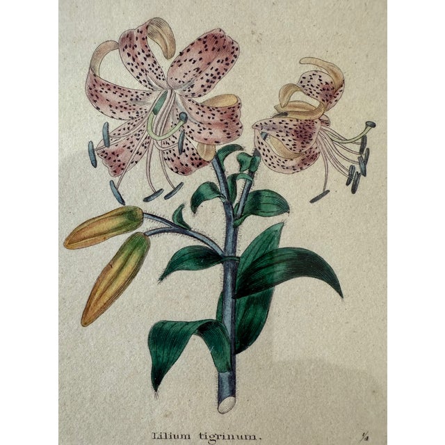 Pair of Framed Vintage Botanical Flower Specimen Prints For Sale - Image 9 of 18