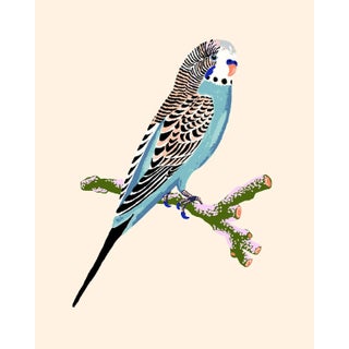 Contemporary Budgerigar Giclée Print in Cream For Sale