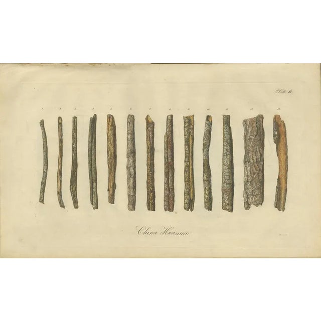 Cinchona Bark Varieties A Hand-Colored Illustrated Botanical Atlas, 1826 For Sale - Image 9 of 16