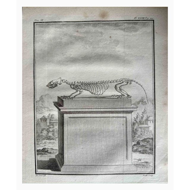 The skeleton is an etching realized by Jean Gullaume Moitte in 1771. It Belongs to the suite "Natural, general and...