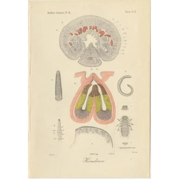 Antique Scientific Plates of Leeches, Worms, Spiders, and Microscopic Anatomy – Sumatra c.1887 : This set of four...